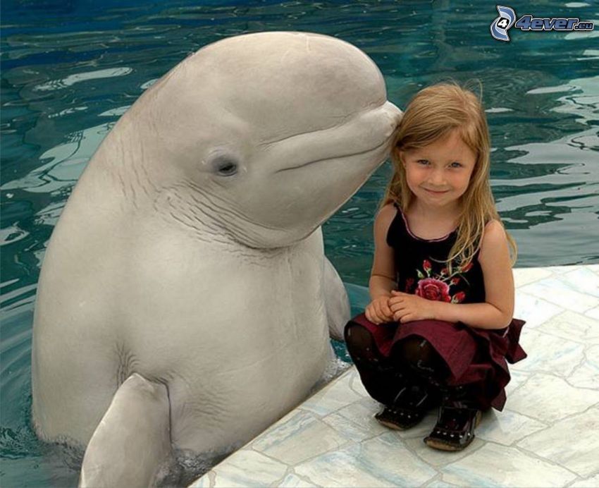 dziewczynka, delfin