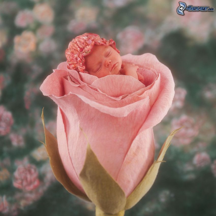 śpiące dziecko, dziecko w kwiatach, róża