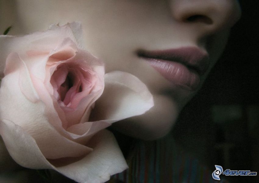różowa róża, twarz, usta