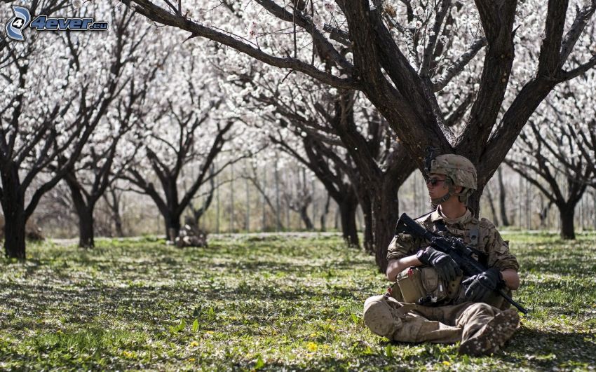 żołnierz z bronią, kwitnące drzewa