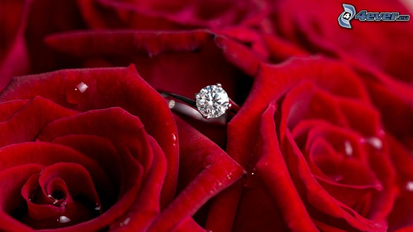 czerwone róże, pierścień