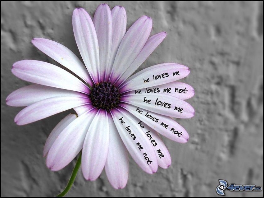 kwiat, kocha - nie kochać