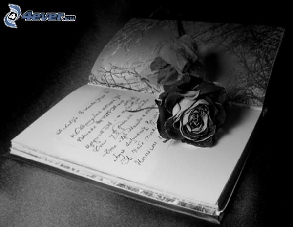 zeszyt, róża, czarno-białe