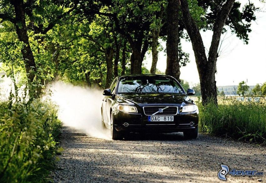 Volvo S80, leśna droga, pył, drzewa