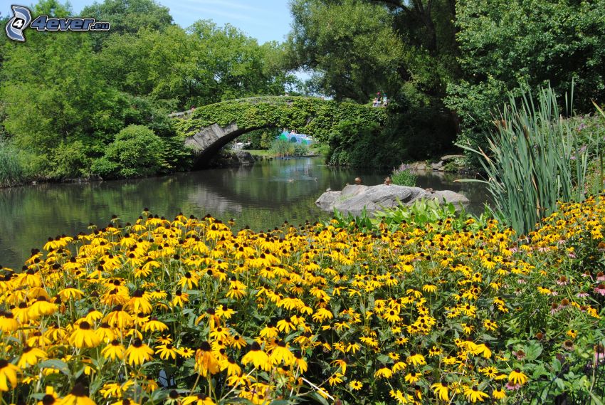 Central Park, żółte kwiaty, jezioro, kamienny most, drzewa