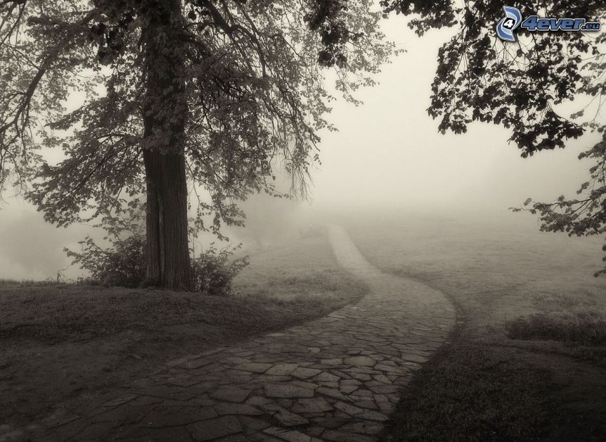 chodnik, drzewo, mgła, czarno-białe
