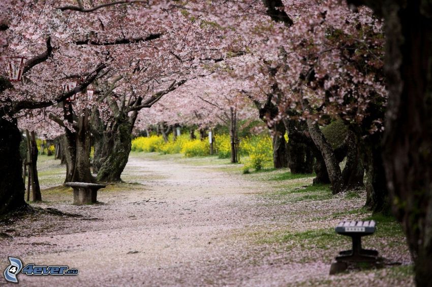 chodnik, park, kwitnące drzewa, ławki