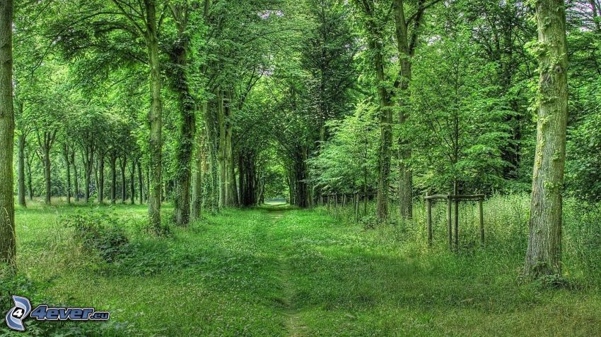 chodnik przez las, zieleń