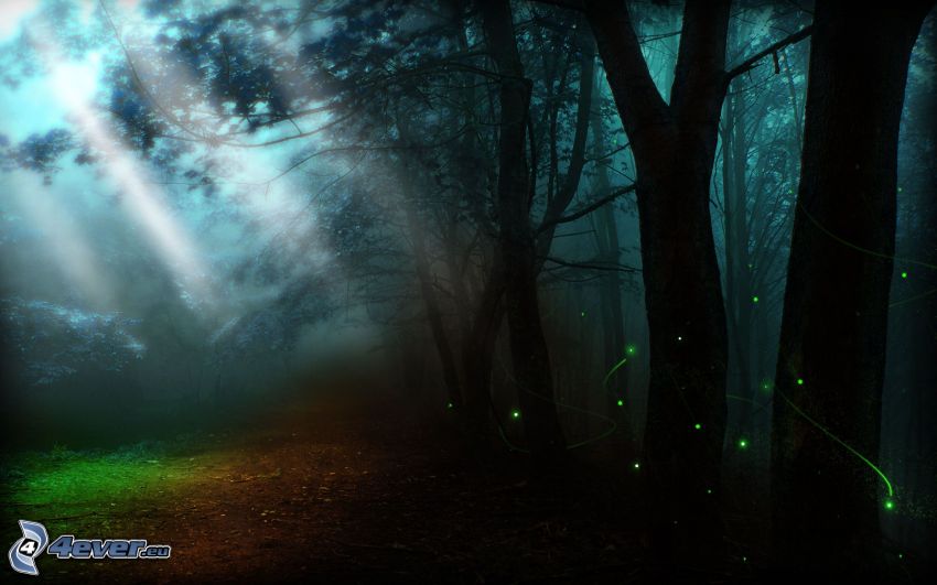 ciemny las, światło, światełka
