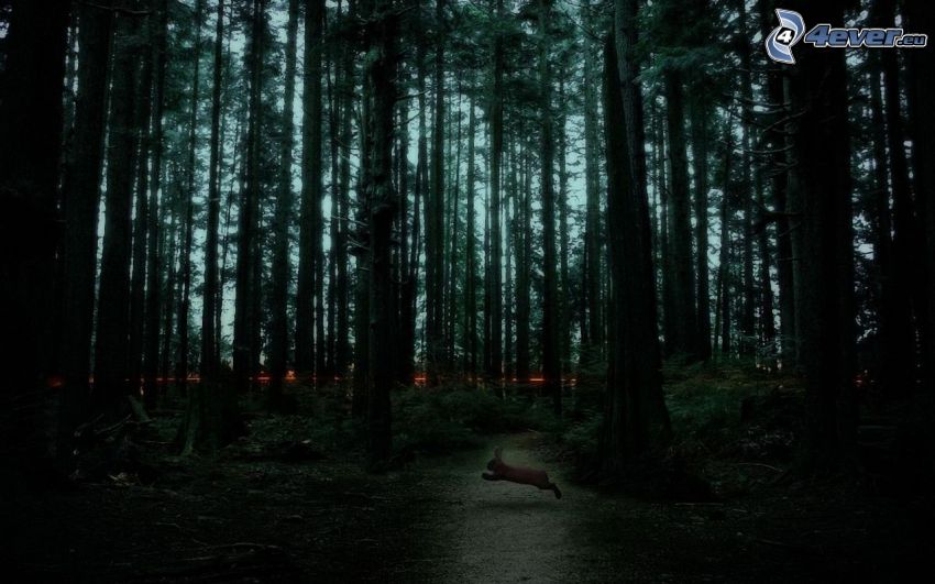 ciemny las, zając, wieczór