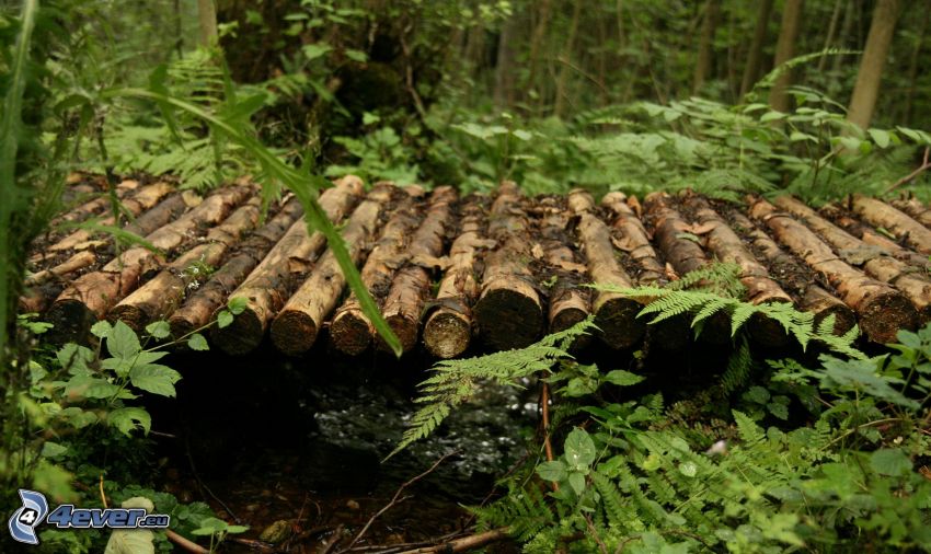 drewniany most w lesie, zieleń