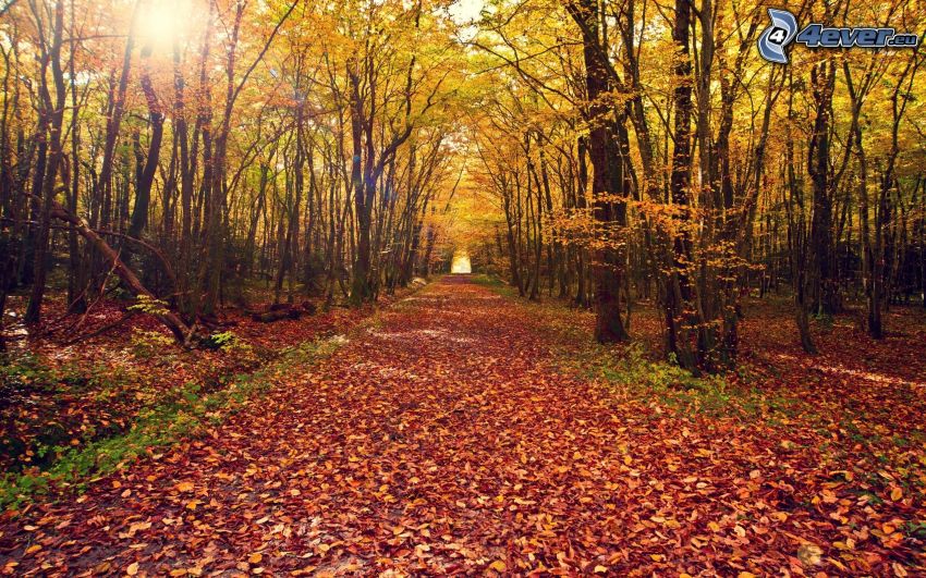Droga przez las, żółty jesienny las, suche liście