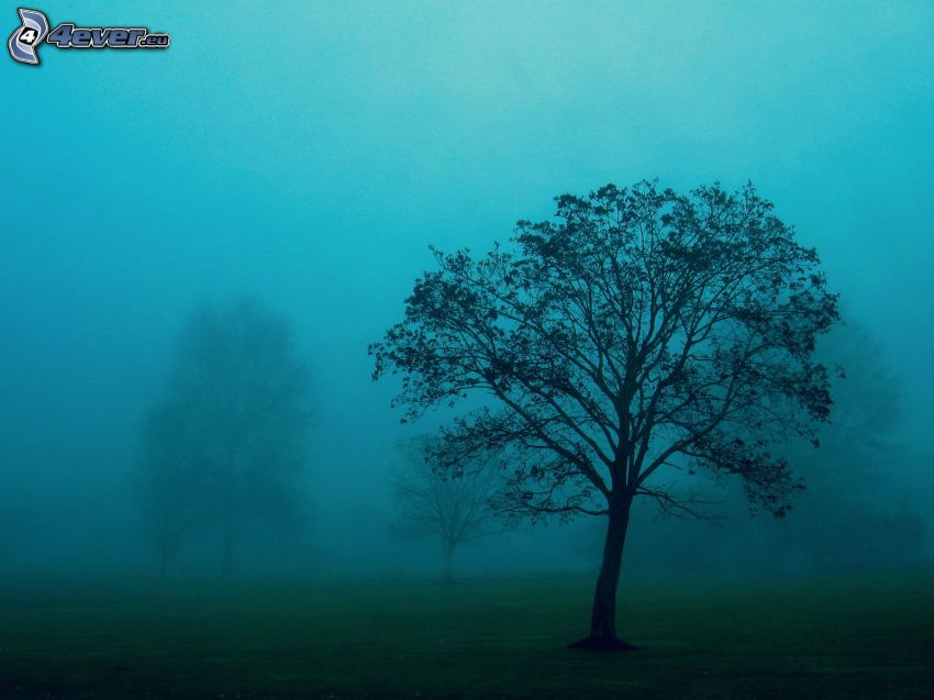 drzewa, mgła