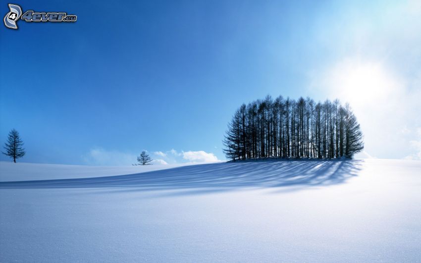 drzewa, śnieg, słońce