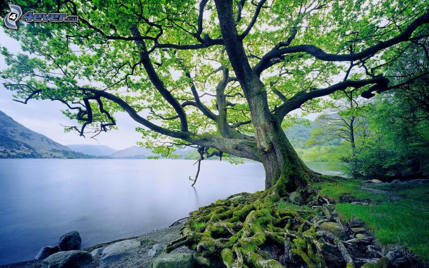 drzewo, jezioro