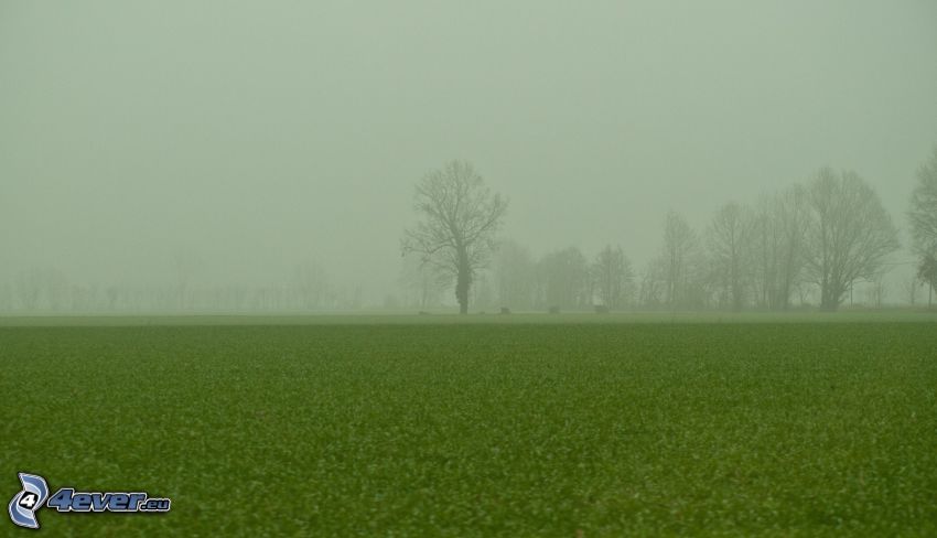 drzewo w mgle, łąka, drzewa