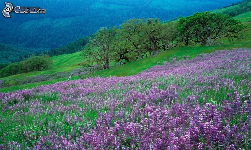 fioletowe kwiaty, drzewa, wzgórza