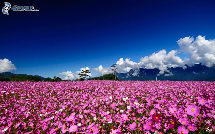 fioletowe kwiaty, pasmo górskie, chmury, łąka