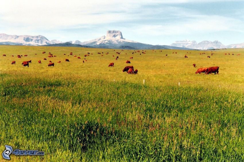 Chief Mountain, krowy, łąka