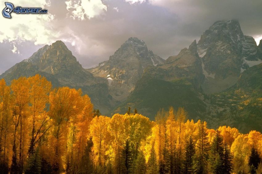 Grand Teton, Park Narodowy, Wyoming, góry, las, żółte drzewa, jesień