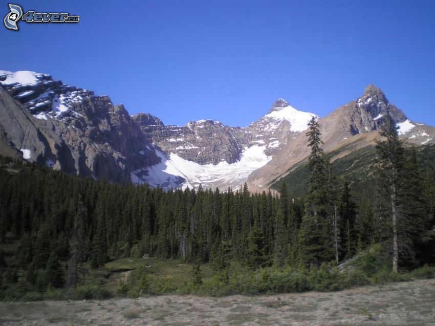 Mount Athabasca, góry skaliste, las iglasty
