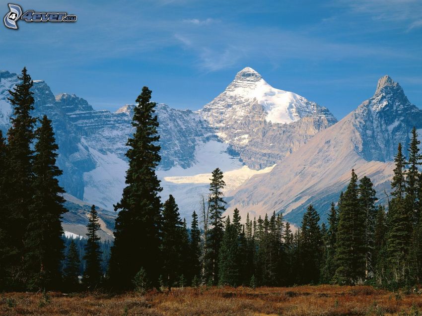 Mount Athabasca, Jasper Park, Narodowy, zaśnieżona góra, drzewa iglaste