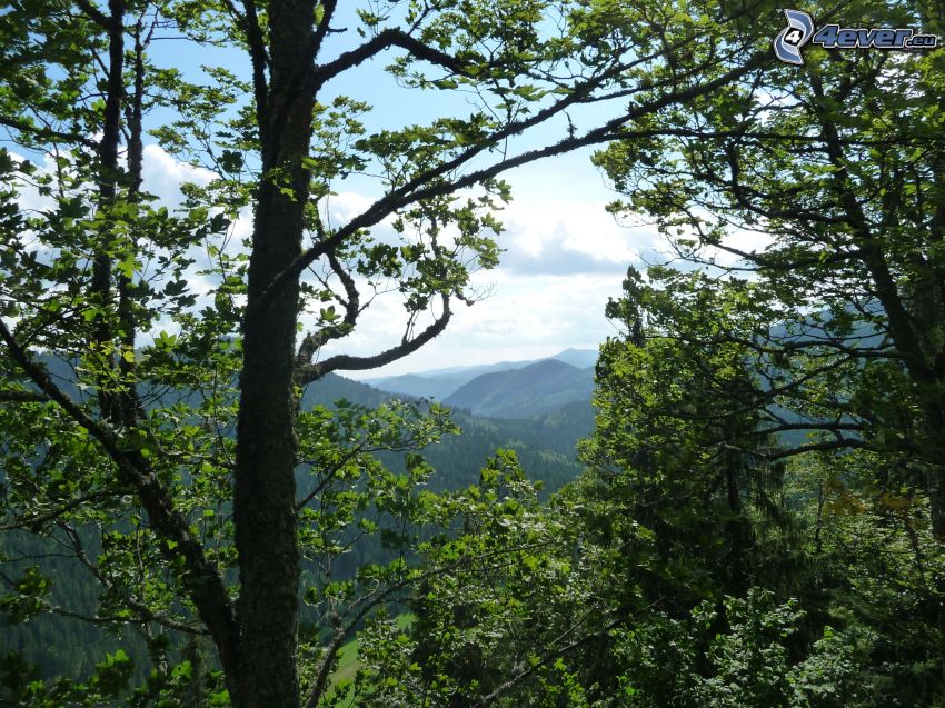 Muránska planina, Słowackie Rudawy, drzewa liściaste, las