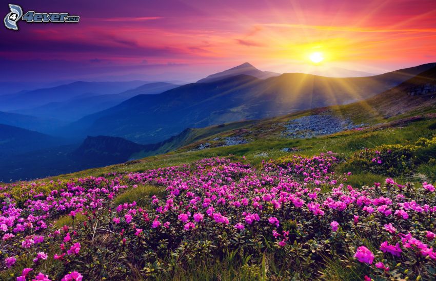wzgórza, zachód słońca, różowe kwiaty