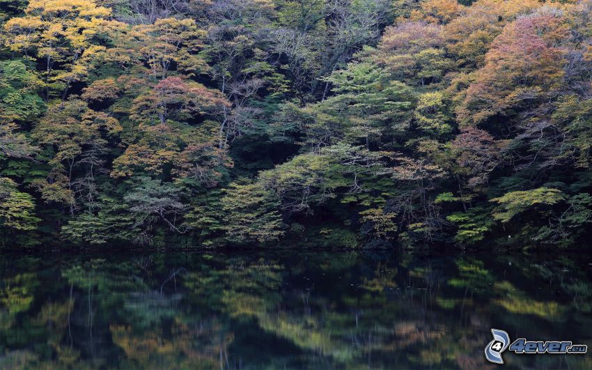 jesienny las, jezioro