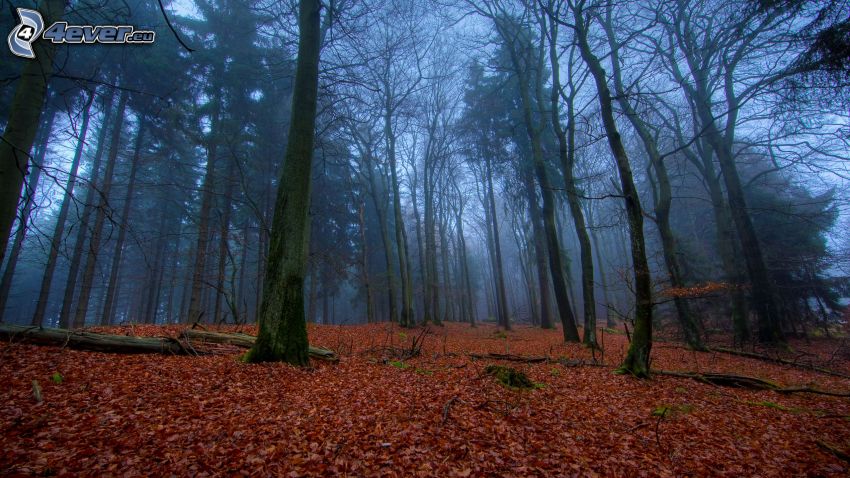 jesienny las, suche liście, wieczór