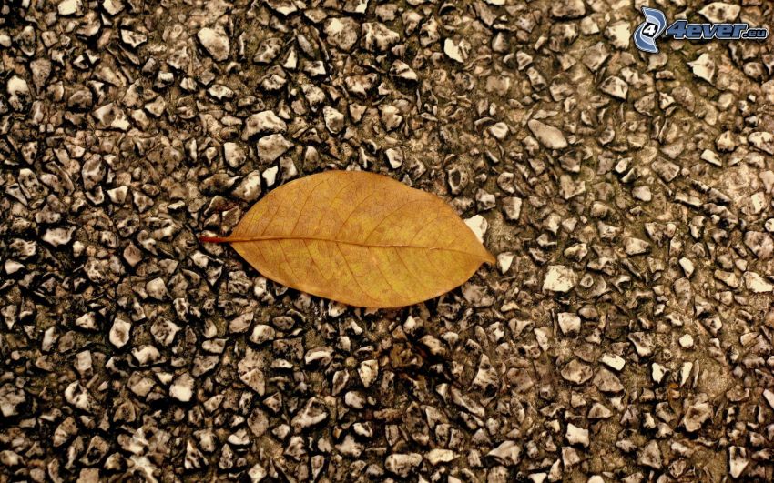 jesienny liść, asfalt