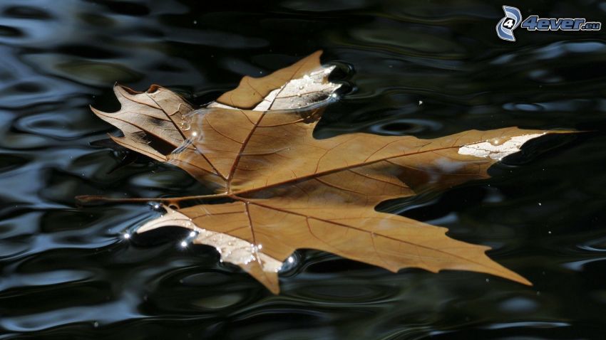 jesienny liść, woda