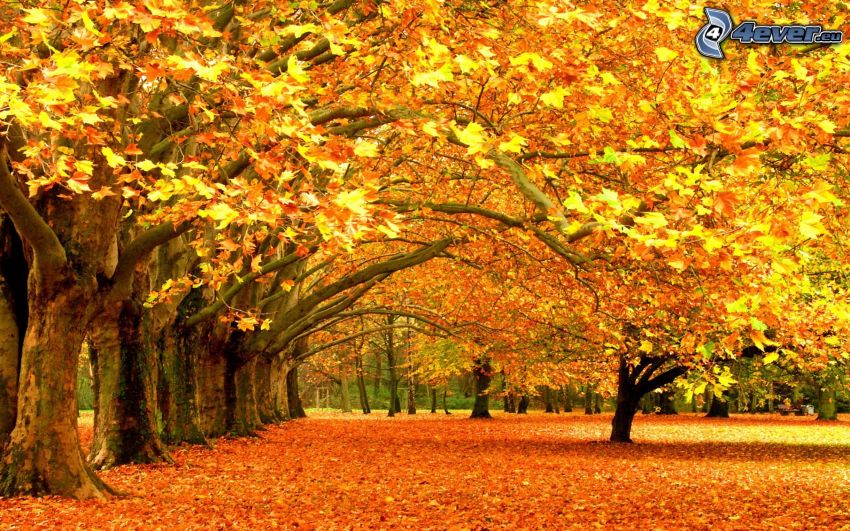 jesienny park, żółte drzewa, opadnięte liście