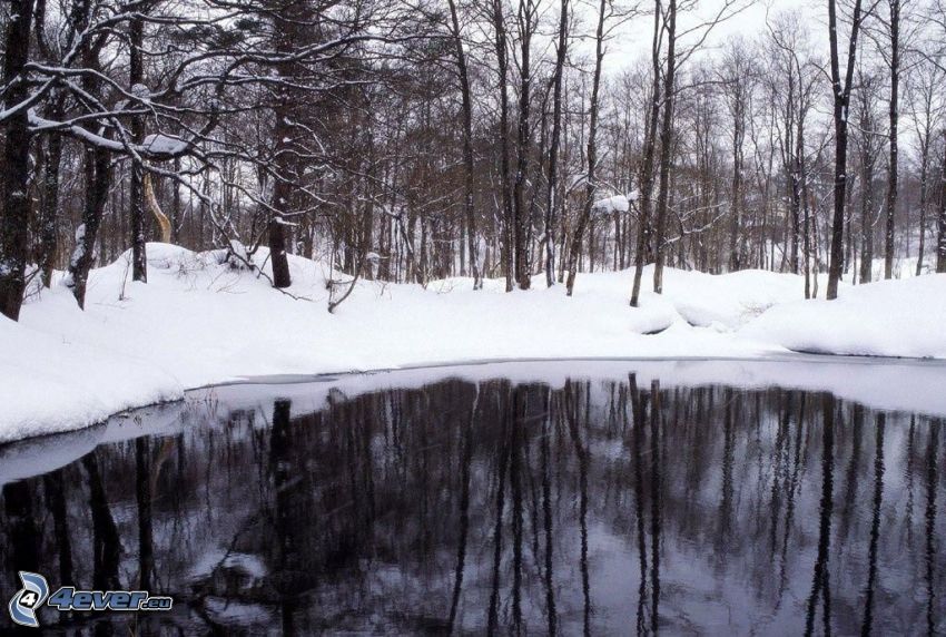 jeziorko w lesie, zaśnieżony las