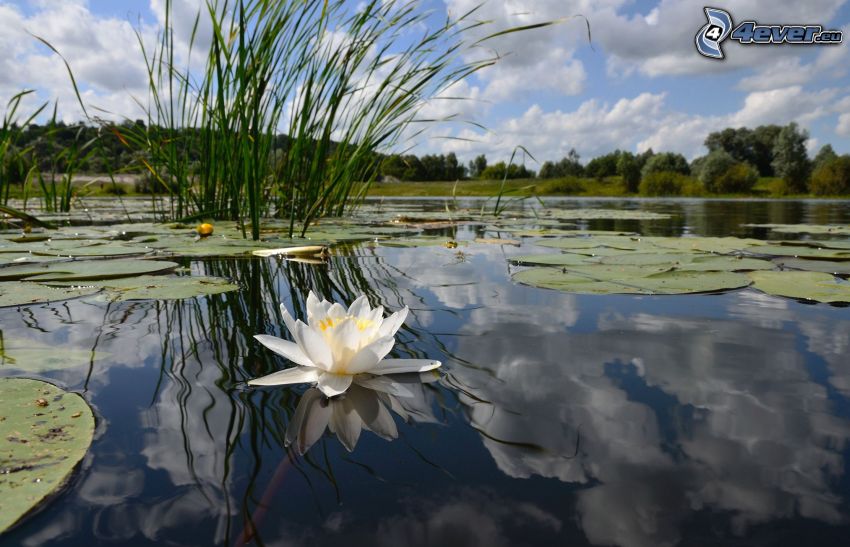 jezioro, lilie wodne, brzeg, biały kwiat