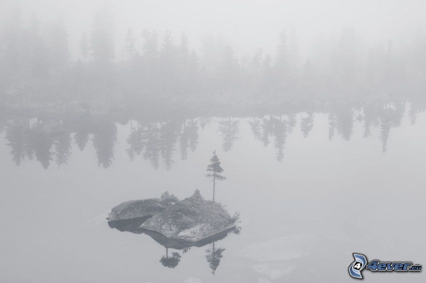 jezioro, wysepka, drzewa iglaste, mgła