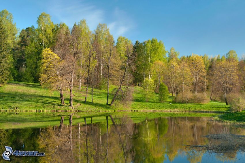 jezioro w lesie, zieleń