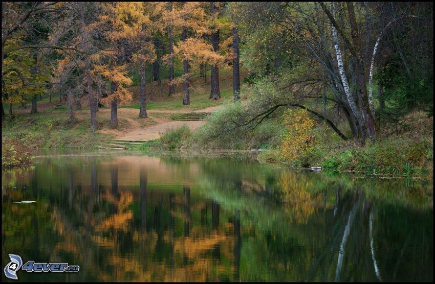 jezioro w lesie, żółte drzewa