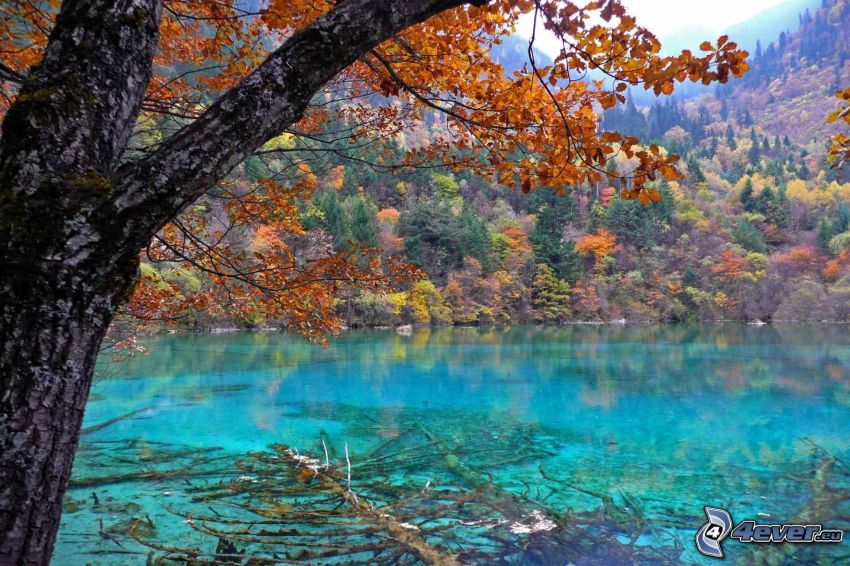 Jiuzhaigou, lazurowe jezioro, jesienny las