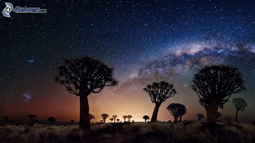 Joshua Tree National Park, baobaby, niebo w nocy, gwiaździste niebo
