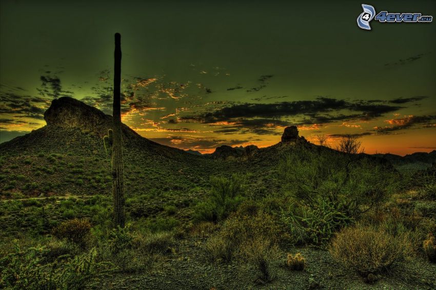 kaktus, wzgórze, po zachodzie słońca