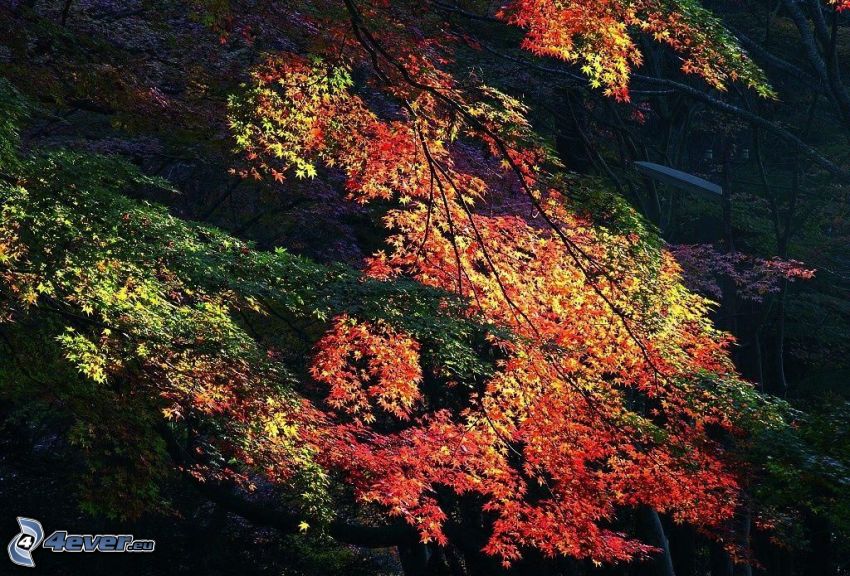 kolorowe drzewa