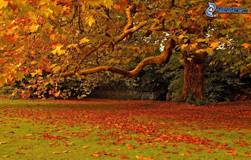 kolorowe liście, ogromne drzewo, ogród, jesień, suche liście