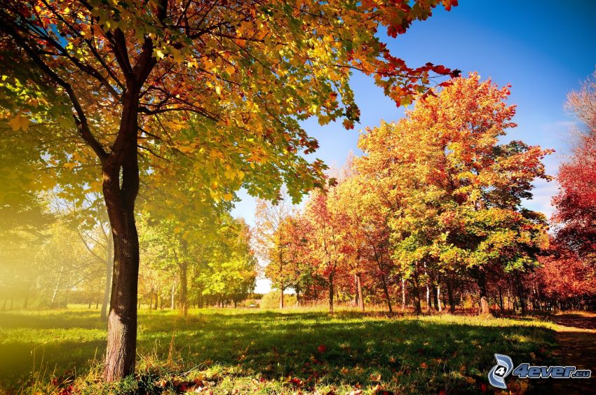 kolorowy jesienny las