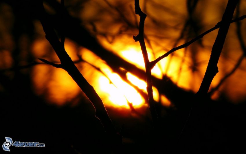 konary, zachód słońca za drzewem
