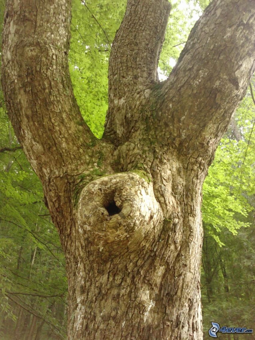 kora drzewa