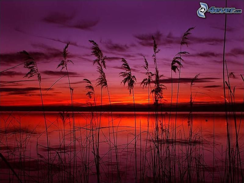 czerwony zachód słońca, trawa na brzegu jeziora