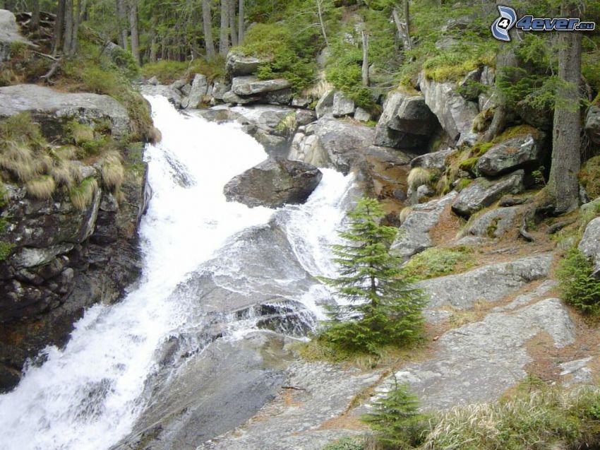 dziki leśny potok, Wysokie Tatry, skały, las