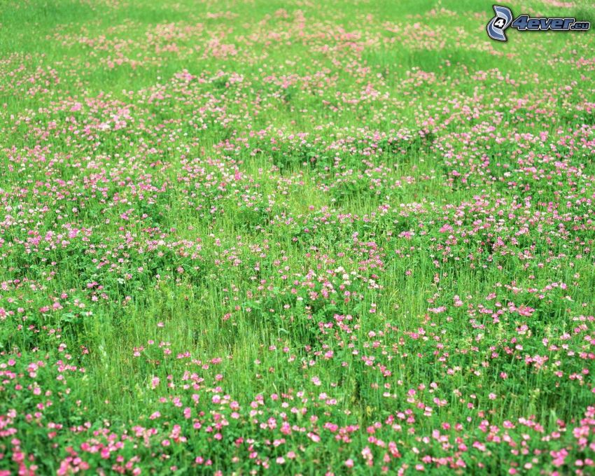 fioletowe kwiaty, łąka, trawa