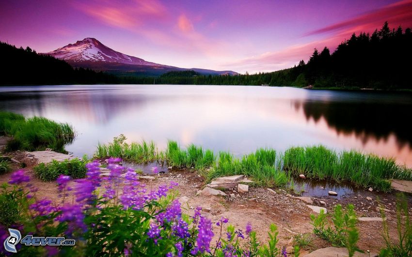 jezioro, wzgórze, fioletowe niebo